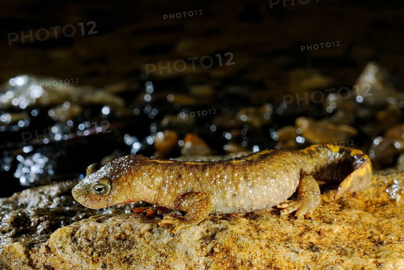 Pyrenean brook salamanders