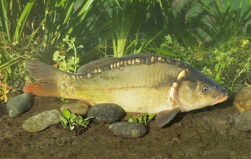 Mirror Carp