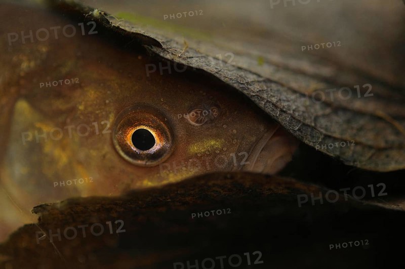 Tench