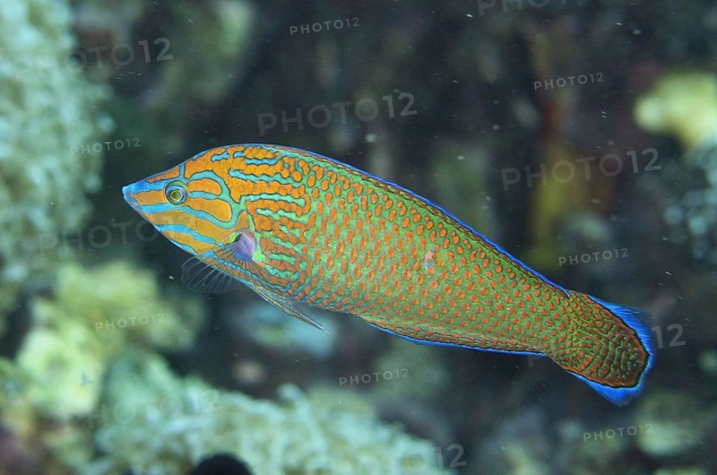 Striped wrasse