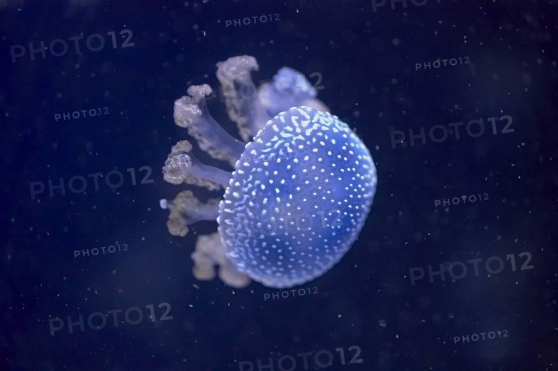 Australian spotted jellyfish