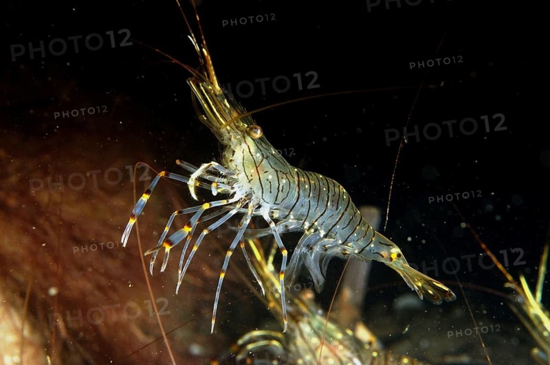Saw prawn