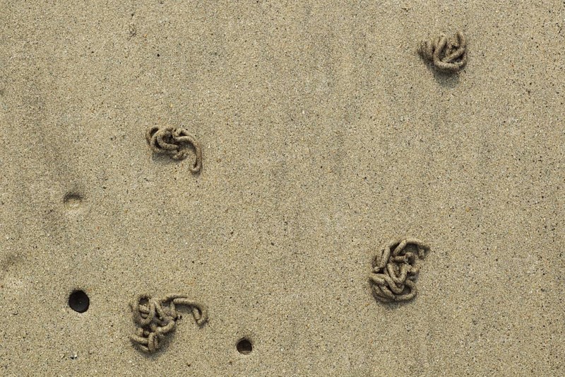 Lugworm