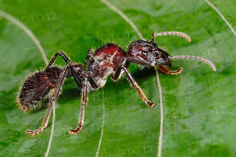 Bullet Ant