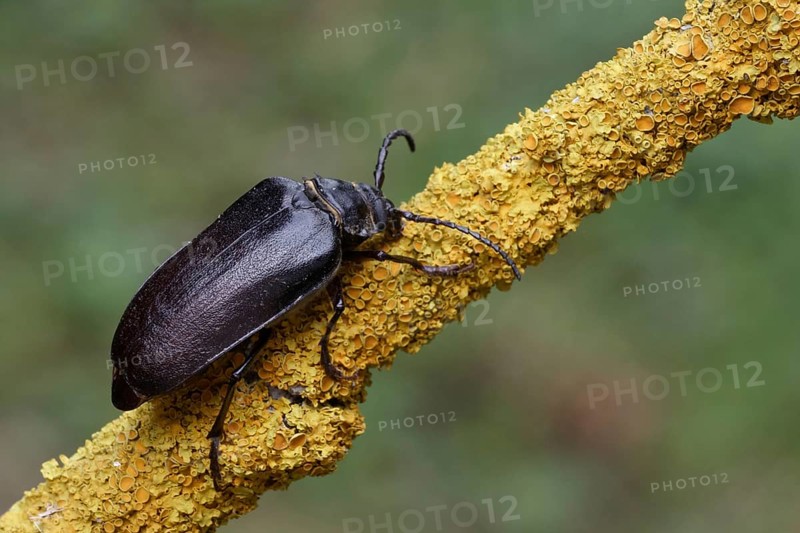 Large Longhorn Beetle