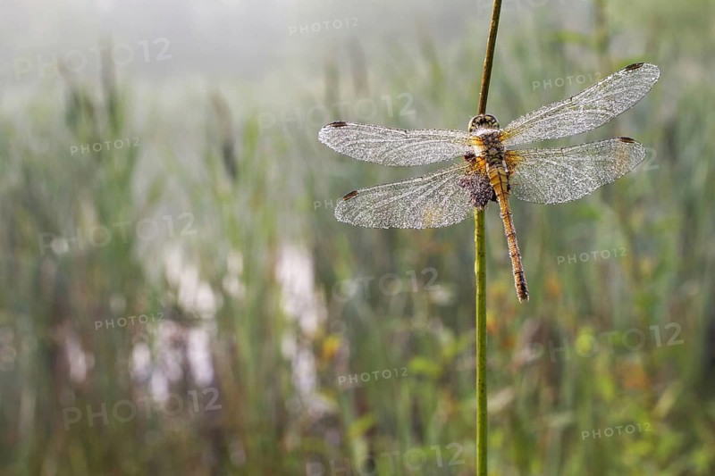 Common Darter