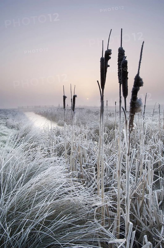 Tall bulrush