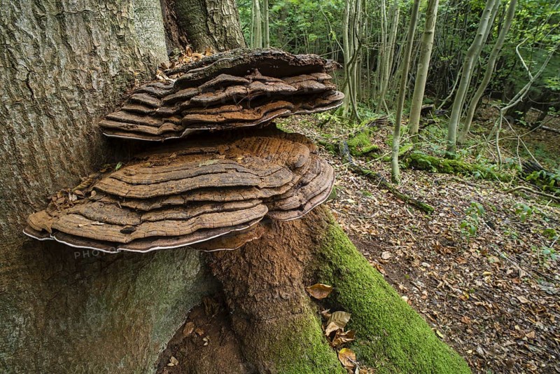 Fruiting bodies of the artist's mushroom