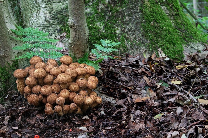 Shaggy shaggy scalycap