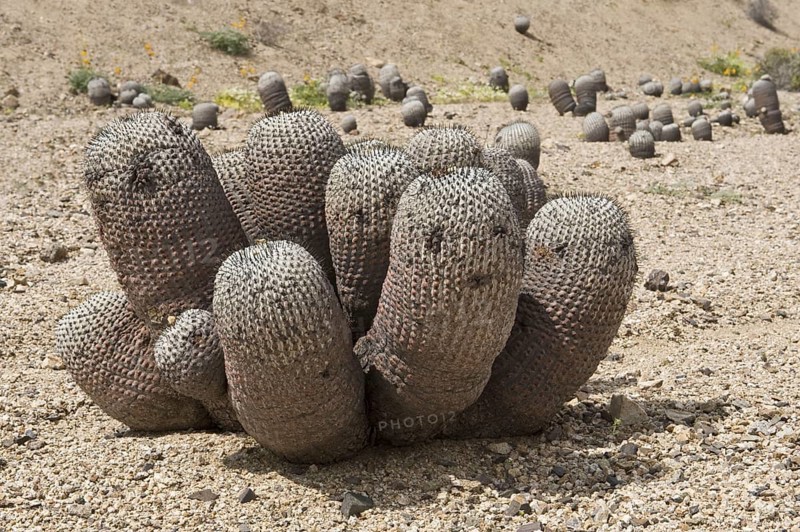 Copiapoa de Philippi