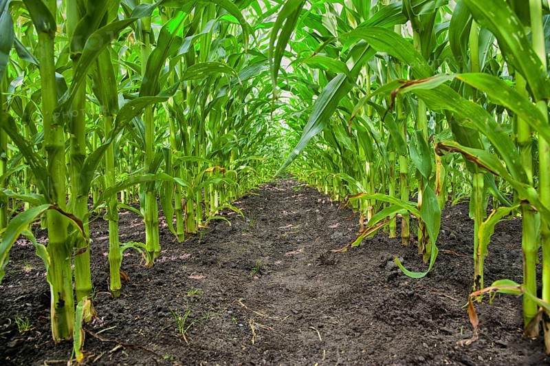 Maize