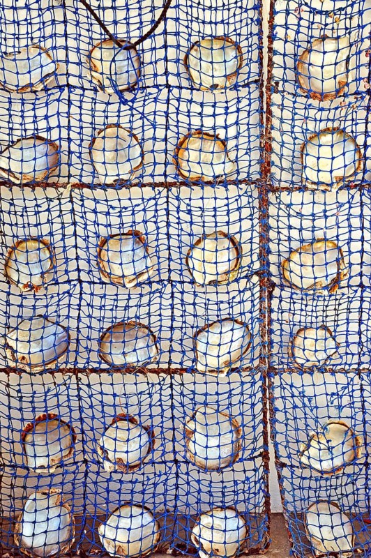 Schematic arrangement of pearl oyster shells with nacre on the inside of the shell