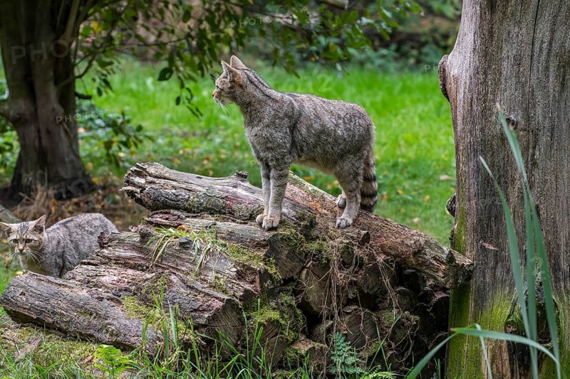 European wildcat