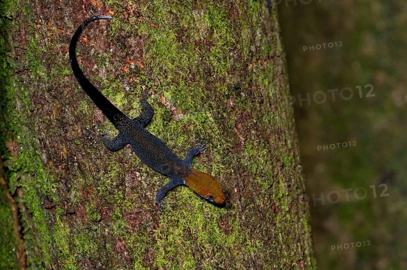 Yellow-headed gecko