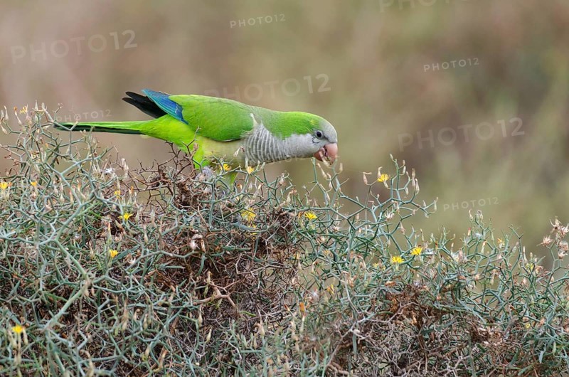 (Myiopsitta monachus)