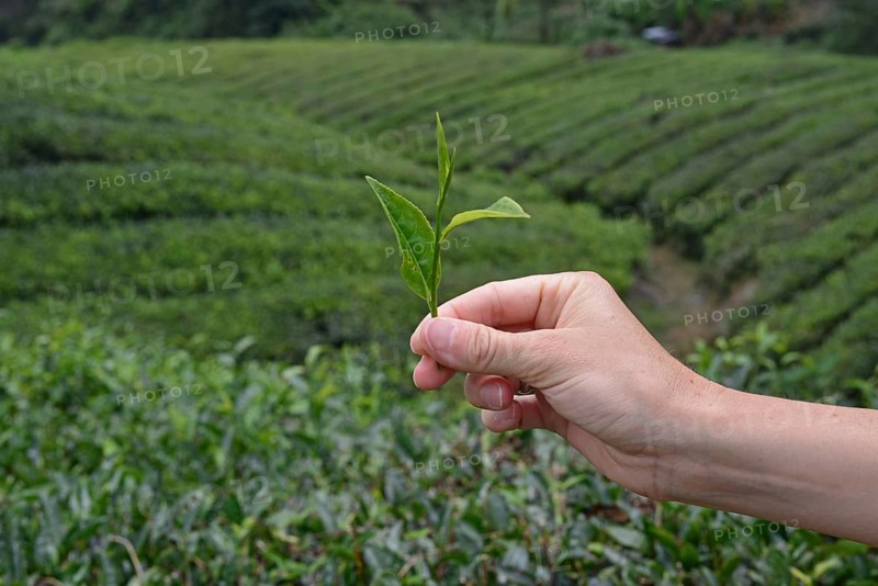 Tea Plantation
