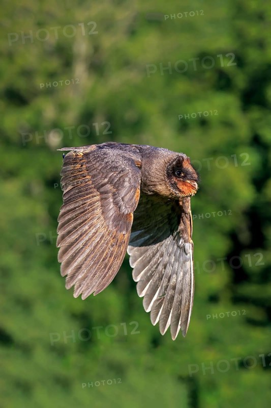 Sao Tome Barn Owl