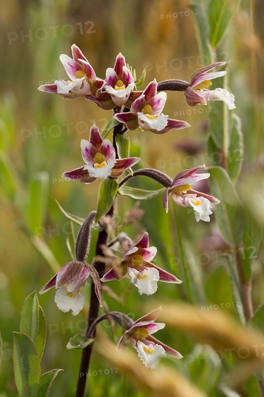 Marsh hellebore