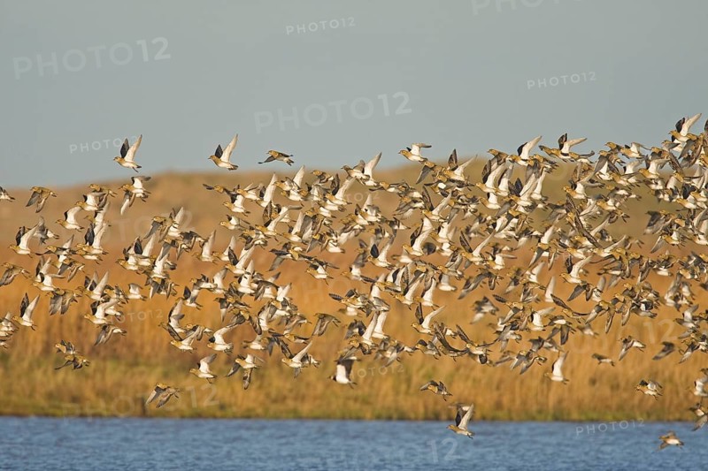 European golden plover