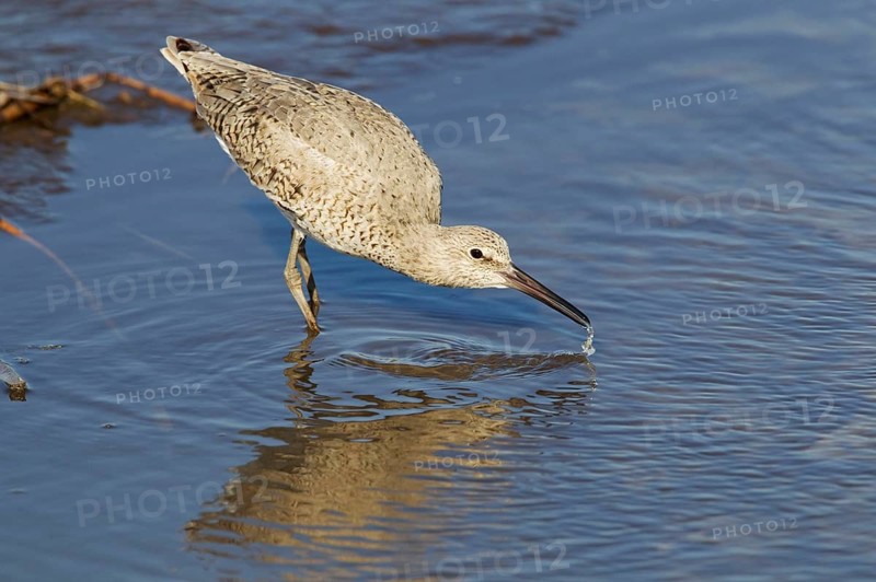 Willet