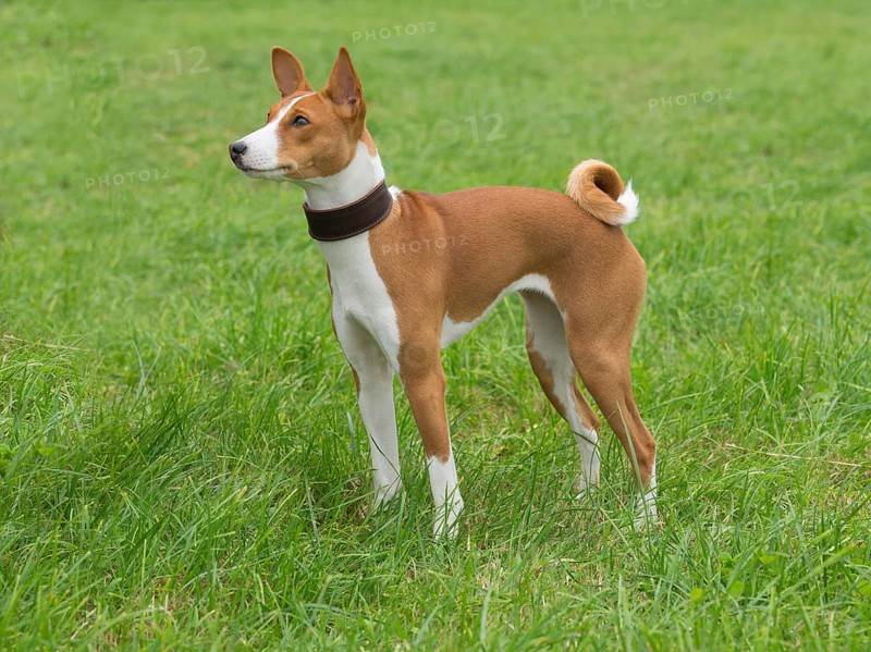 Domestic dog