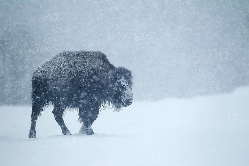 North American Bison