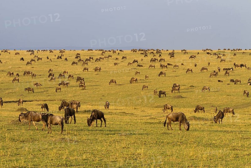 Western blue wildebeest