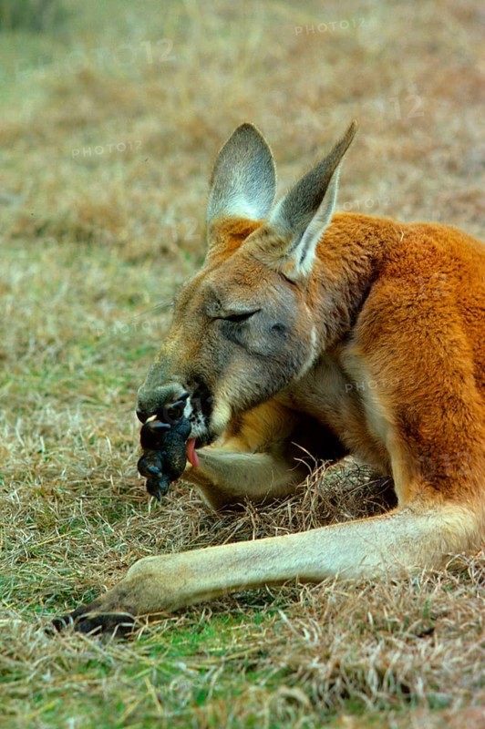 Red kangaroo