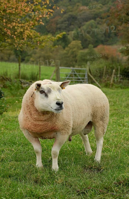 Domestic Sheep