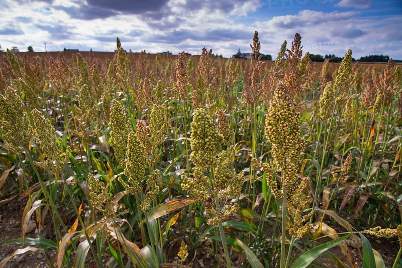 Sorghum