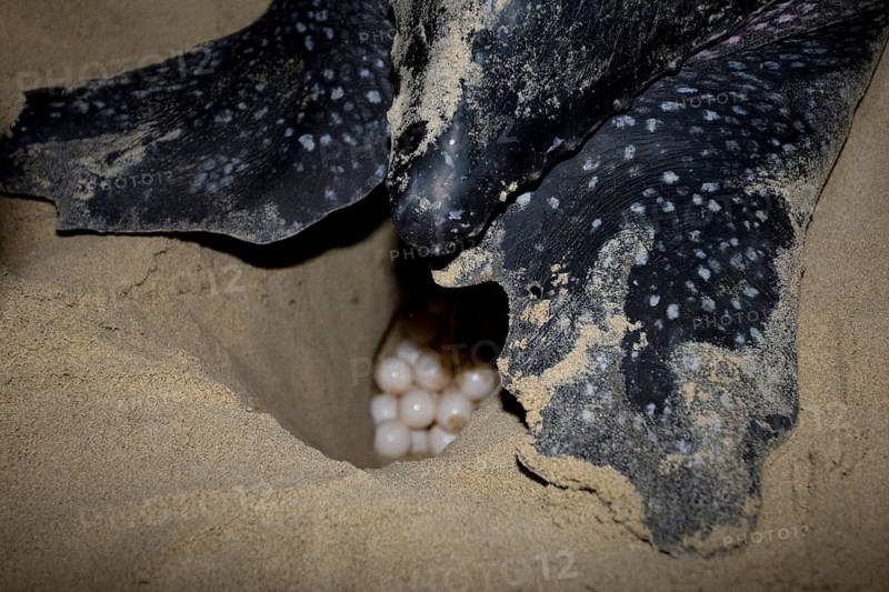 Leatherback sea turtle