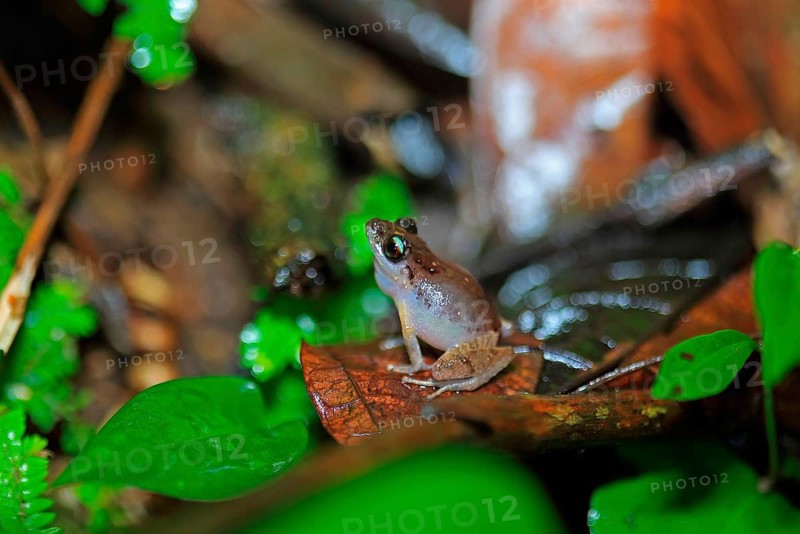 Antillean whistling frog
