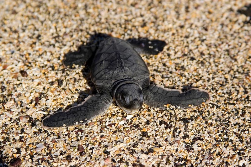 Chelonia mydas agassizi