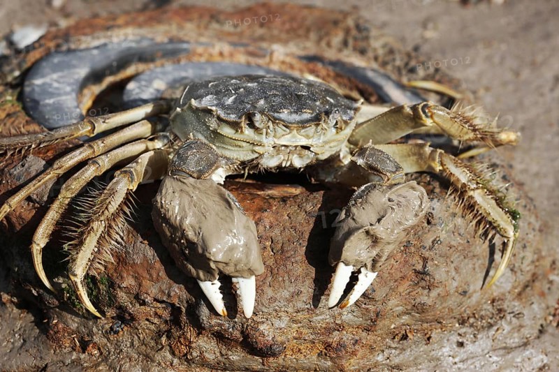 Chinese Mitten Crab