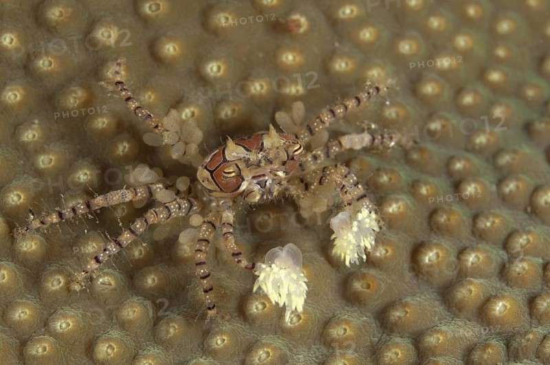 Boxer crab