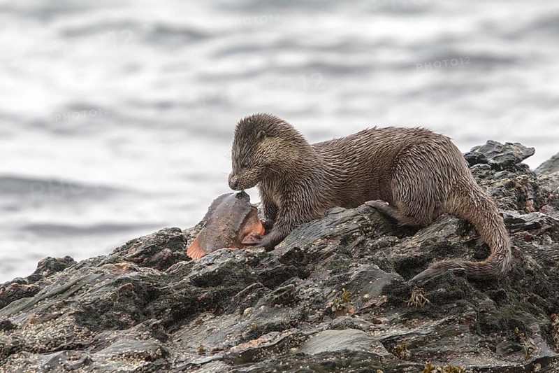 Otter eating lumpsucker fish on a rock at low tide