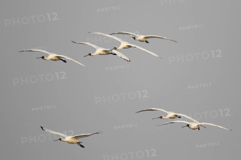 Black-faced Spoonbill