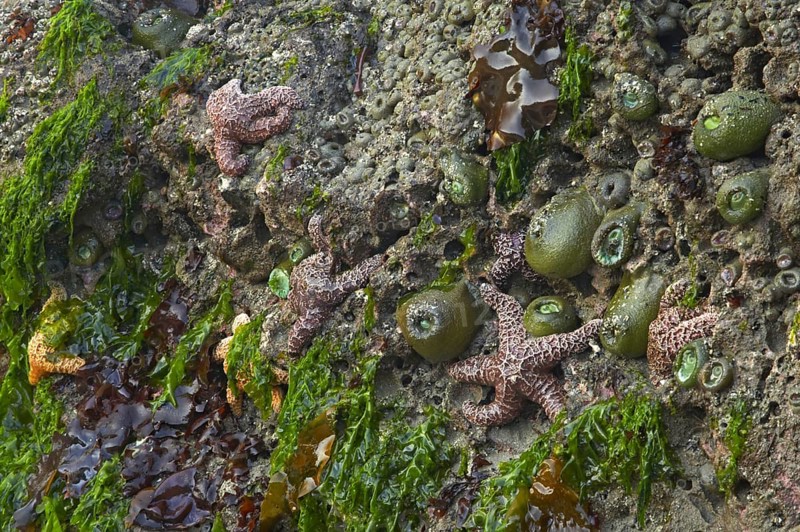 Ochre Seastar