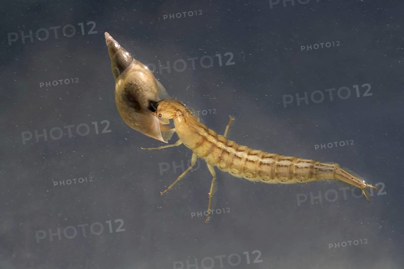 Larva of the large great diving beetle
