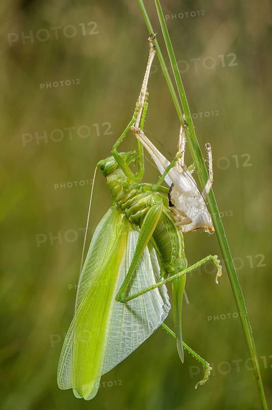 Great Green Bush-cricket