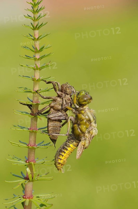 Broad-bodied Chaser adult