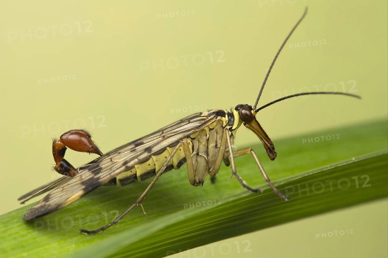 Common Scorpionfly