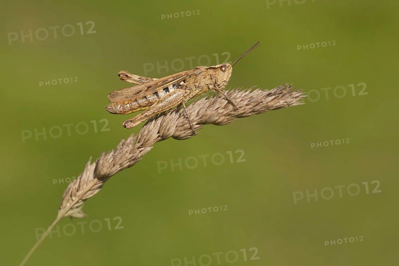 Common Field Grasshopper