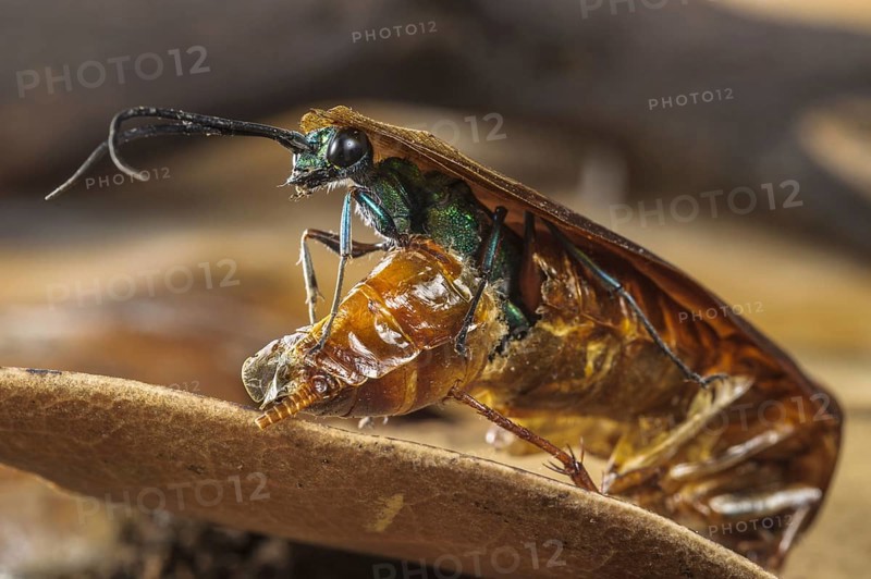 Emerald cockroach wasp