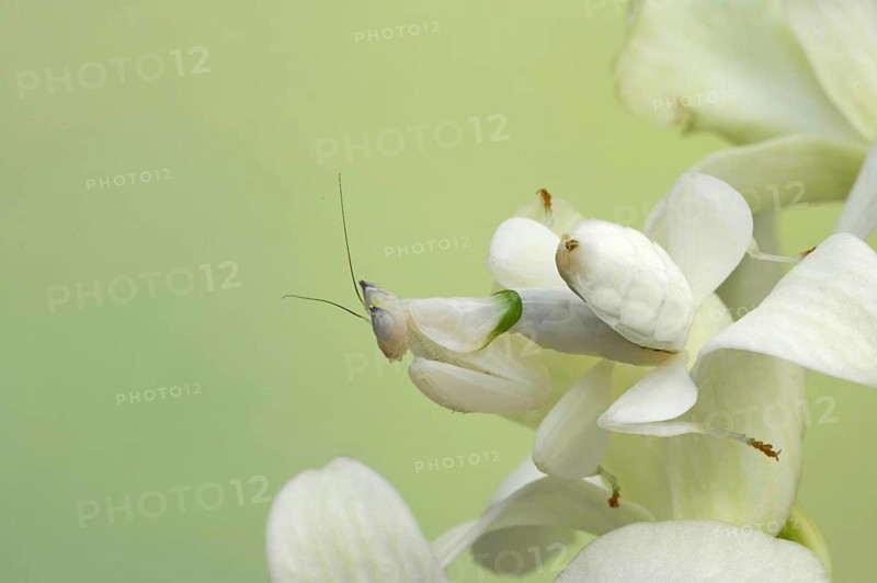 Walking flower mantises