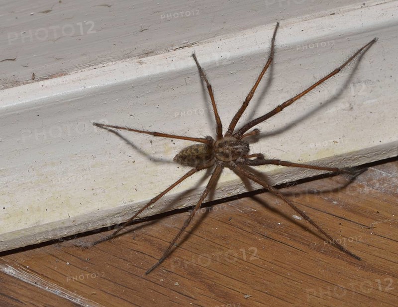 Giant House Spider
