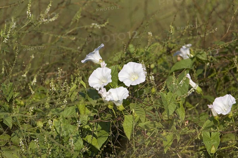 Hedge Bindweed