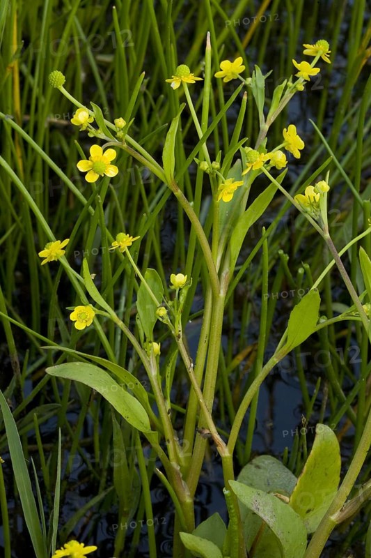 Adder's tongue spearwort