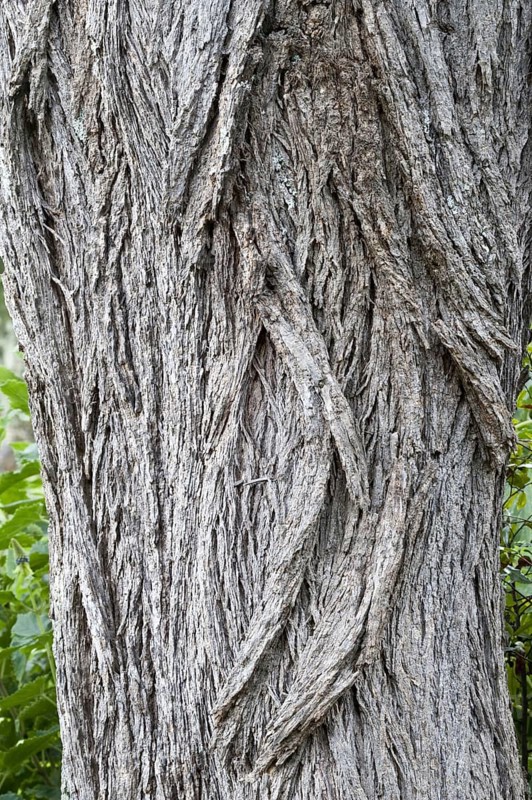 Camelthorn tree
