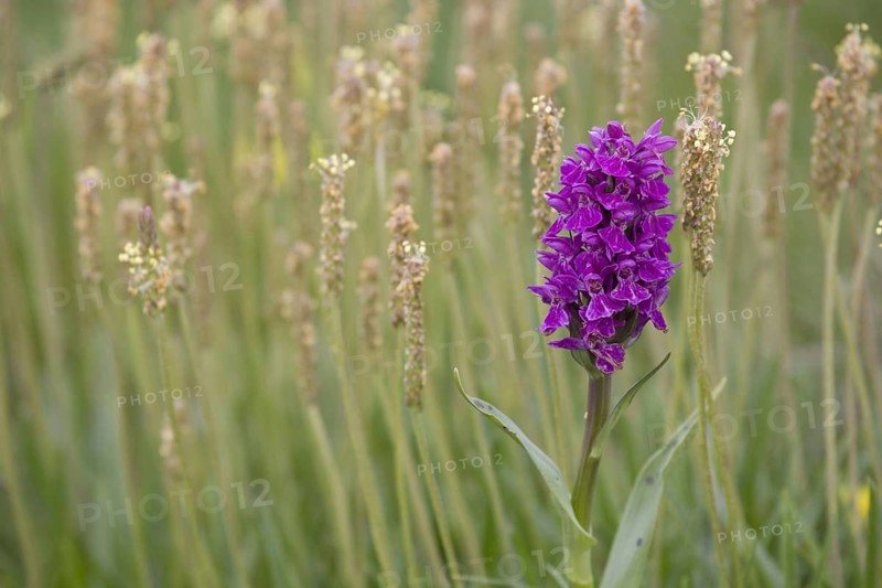 Flowering Northern Marsh Orchid
